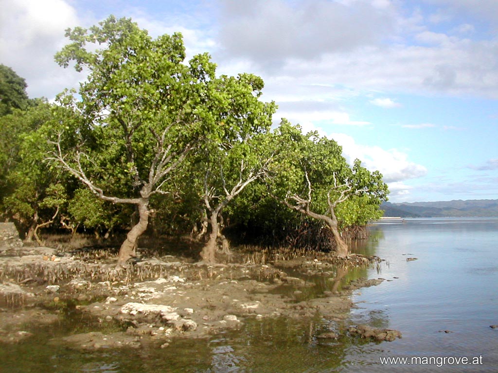 fringe mangrove community